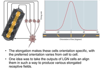 • The elongation makes these cells orientation specific, with 
the preferred orientation varies from cell to cell. 
• One idea was to take the outputs of LGN cells an align 
them in such a way to produce various elongated 
receptive fields. 
 