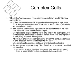 Complex Cells 
1 2 3 4 5 
• "Complex" cells do not have discrete excitatory and inhibitory 
subregions. 
– If their receptive fields are mapped with small spots of light, one 
finds a mixture of small areas of excitation and inhibition, with only 
very small responses. 
– The optimal stimulus is a light or dark bar somewhere in the field 
that must not cover too large of a region. 
– Complex cells respond to the bar in any one of the subregions, but 
the response diminishes as the bar covers more that one region at 
a time; they all prefer moving bars. 
– About 25% are directionally selective, preferring a moving stimulus 
in one direction across the field (15 vs. 51). 
– Like simple cells, complex cells are orientationally selective. 
– As it turns out, approximately 75% of cortical neurons are classified 
as complex. 
• As such, it is hardly surprising that researchers had difficulty getting 
them to respond to light, since most used stationary stimuli. 
 