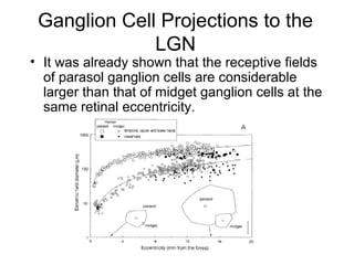 Ganglion Cell Projections to the 
LGN 
• It was already shown that the receptive fields 
of parasol ganglion cells are considerable 
larger than that of midget ganglion cells at the 
same retinal eccentricity. 
 