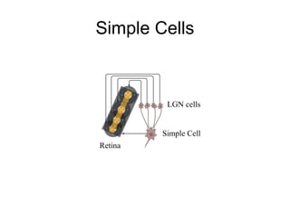 Simple Cells 
LGN cells 
Simple Cell 
Retina 
 