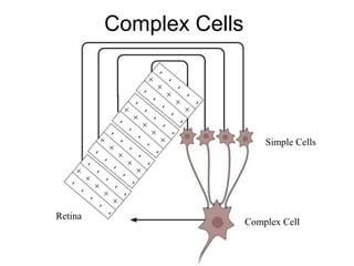 Complex Cells 
- 
- 
- 
- 
- 
- 
- 
- 
- 
- 
- 
- 
- 
- 
- 
- 
- 
- 
- 
- 
- 
- 
- 
- 
- 
- 
+ 
+ 
+ 
+ 
+ 
- 
- 
+ 
+ 
+ 
+ 
+ 
- 
- 
+ 
+ 
+ 
+ 
+ 
- 
- 
- 
- 
- 
- 
- 
- 
- 
- 
+ 
+ 
+ 
+ 
+ 
Simple Cells 
Retina Complex Cell 
 