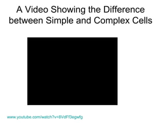 A Video Showing the Difference 
between Simple and Complex Cells 
www.youtube.com/watch?v=8VdFf3egwfg 
 