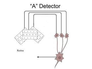 “A” Detector 
- 
- 
- 
- 
- 
+ 
+ 
+ 
+ 
+ 
- 
- 
----- 
- 
- 
- 
- 
- 
- 
- 
- 
- 
+++++ 
- 
- 
- 
- 
+ 
+ 
+ 
+ 
+ 
----- 
Retina 
 
