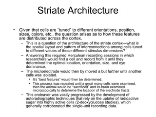Striate Architecture 
• Given that cells are “tuned” to different orientations, position, 
sizes, colors, etc., the question arises as to how these features 
are distributed across the cortex. 
– This is a question of the architecture of the striate cortex—what is 
the spatial layout and pattern of interconnections among cells tuned 
to different values of these different stimulus dimensions? 
– Answering this required Herculean recording sessions in which 
researchers would find a cell and record from it until they 
determined the optimal location, orientation, size, and eye 
dominance. 
– The microelectrode would then by moved a but further until another 
cells was isolated. 
• It’s “best features” would then be determined. 
• This process was repeated until a great many cells were examined, 
then the animal would be “sacrificed” and its brain examined 
microscopically to determine the location of the electrode tracts. 
– This endeavor was vastly progressed by the development of 
autoradiographic techniques that rely on the uptake of radioactive 
sugar into highly active cells (2-deoxyglucose studies), which 
generally corroborated the single-unit recording data. 
 