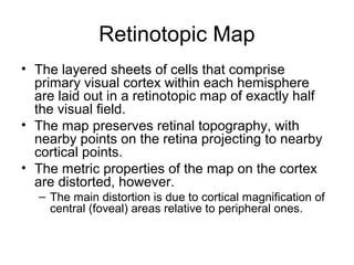 Retinotopic Map 
• The layered sheets of cells that comprise 
primary visual cortex within each hemisphere 
are laid out in a retinotopic map of exactly half 
the visual field. 
• The map preserves retinal topography, with 
nearby points on the retina projecting to nearby 
cortical points. 
• The metric properties of the map on the cortex 
are distorted, however. 
– The main distortion is due to cortical magnification of 
central (foveal) areas relative to peripheral ones. 
 