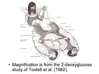 • Magnification is from the 2-deoxyglucose 
study of Tootell et al. (1982). 
 