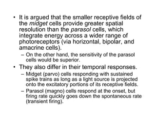 • It is argued that the smaller receptive fields of 
the midget cells provide greater spatial 
resolution than the parasol cells, which 
integrate energy across a wider range of 
photoreceptors (via horizontal, bipolar, and 
amacrine cells). 
– On the other hand, the sensitivity of the parasol 
cells would be superior. 
• They also differ in their temporal responses. 
– Midget (parvo) cells responding with sustained 
spike trains as long as a light source is projected 
onto the excitatory portions of its receptive fields. 
– Parasol (magno) cells respond at the onset, but 
firing rate quickly goes down the spontaneous rate 
(transient firing). 
 