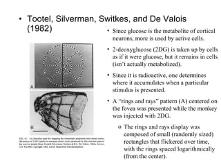 • Tootel, Silverman, Switkes, and De Valois 
(1982) • Since glucose is the metabolite of cortical 
neurons, more is used by active cells. 
• 2-deoxyglucose (2DG) is taken up by cells 
as if it were glucose, but it remains in cells 
(isn’t actually metabolized). 
• Since it is radioactive, one determines 
where it accumulates when a particular 
stimulus is presented. 
• A “rings and rays” pattern (A) centered on 
the fovea was presented while the monkey 
was injected with 2DG. 
o The rings and rays display was 
composed of small (randomly sized) 
rectangles that flickered over time, 
with the rings spaced logarithmically 
(from the center). 
 
