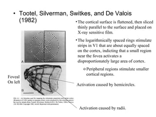 • Tootel, Silverman, Switkes, and De Valois 
(1982) •The cortical surface is flattened, then sliced 
thinly parallel to the surface and placed on 
X-ray sensitive film. 
•The logarithmically spaced rings stimulate 
strips in V1 that are about equally spaced 
on the cortex, indicting that a small region 
near the fovea activates a 
disproportionately large area of cortex. 
o Peripheral regions stimulate smaller 
Foveal cortical regions. 
On left Activation caused by hemicircles. 
Activation caused by radii. 
 