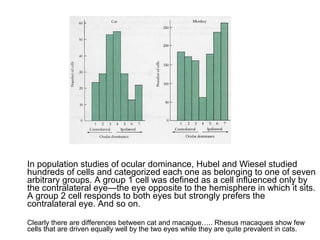 In population studies of ocular dominance, Hubel and Wiesel studied 
hundreds of cells and categorized each one as belonging to one of seven 
arbitrary groups. A group 1 cell was defined as a cell influenced only by 
the contralateral eye—the eye opposite to the hemisphere in which it sits. 
A group 2 cell responds to both eyes but strongly prefers the 
contralateral eye. And so on. 
Clearly there are differences between cat and macaque….. Rhesus macaques show few 
cells that are driven equally well by the two eyes while they are quite prevalent in cats. 
 