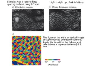 Light is right Stimulus was a vertical line; eye, dark is left eye 
spacing is about every 0.5 mm. 
The figure at the left is an optical image 
of superimposed orientation columns. 
Again it is found that the full range of 
orientations is represented every 0.5 
mm. 
 
