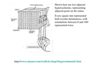 Shown here are two adjacent 
hyperocolumns, representing 
adjacent point on the retina. 
Every square mm represented 
both occular dominances, with 
orientations between 0 and 180o 
represented twice 
http://www.sinauer.com/wolfe2e/chap3/hypercolumnsF.htm 
 