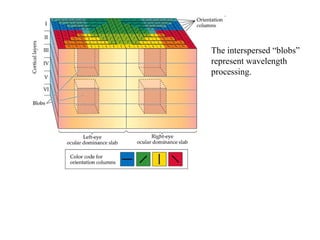 The interspersed “blobs” 
represent wavelength 
processing. 
 