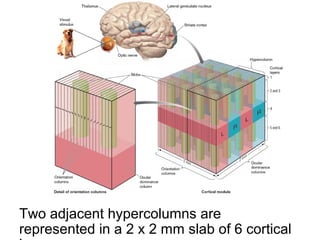 Two adjacent hypercolumns are 
represented in a 2 x 2 mm slab of 6 cortical 
layers. 
 