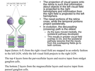 • The projection of visual space onto 
the retina is such that information 
about objects in the left visual field 
is projected to the right 
hemisphere and information from 
the right field is projected to the left 
hemisphere. 
• The nasal portions of the retina 
cross, while the temporal portions 
project ipsilaterally. 
• In evolution, the decussating 
(crossing) path is the oldest. 
– As the eyes moved medially, the 
ipsilateral pathway developed. 
– This results in greater visual field 
overlap (C-D), and the ipsilateral 
pathway assures that the inputs 
from the overlapping fields go to 
both cortices. 
Input (letters A-F) from the right visual field are mapped in an orderly fashion 
to the left LGN, while the left visual field projects to the right LGN. 
The top 4 layers form the parvocellular layers and receive input from midget 
ganglion cells. 
The bottom 2 layers from the magnocellular layers and receive input from 
parasol ganglion cells. 
 