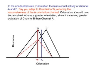 In the unadapted state, Orientation X causes equal activity of channel 
A and B. Say you adapt to Orientation W, reducing the 
responsiveness of the A orientation channel. Orientation X would now 
be perceived to have a greater orientation, since it is causing greater 
activation of Channel B than Channel A. 
A B 
Orientation 
Response 
X 
W 
 