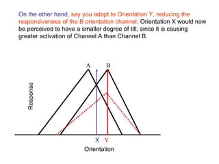 On the other hand, say you adapt to Orientation Y, reducing the 
responsiveness of the B orientation channel. Orientation X would now 
be perceived to have a smaller degree of tilt, since it is causing 
greater activation of Channel A than Channel B. 
A B 
Orientation 
Response 
X 
Y 
 