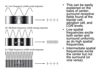 • This can be easily 
explained on the 
basis of center-surround 
receptive 
fields found at the 
bipolar cell, 
ganglion cell, and 
LGN levels. 
• Low spatial 
frequencies excite 
both center and 
surround uniformly, 
as do high spatial 
frequencies. 
• Intermediate spatial 
frequencies excite 
the center but not 
the surround (or 
vice versa). 
 