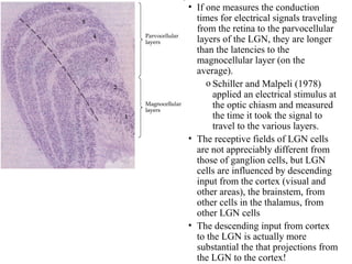 • If one measures the conduction 
times for electrical signals traveling 
from the retina to the parvocellular 
layers of the LGN, they are longer 
than the latencies to the 
magnocellular layer (on the 
average). 
o Schiller and Malpeli (1978) 
applied an electrical stimulus at 
the optic chiasm and measured 
the time it took the signal to 
travel to the various layers. 
• The receptive fields of LGN cells 
are not appreciably different from 
those of ganglion cells, but LGN 
cells are influenced by descending 
input from the cortex (visual and 
other areas), the brainstem, from 
other cells in the thalamus, from 
other LGN cells 
• The descending input from cortex 
to the LGN is actually more 
substantial the that projections from 
the LGN to the cortex! 
 