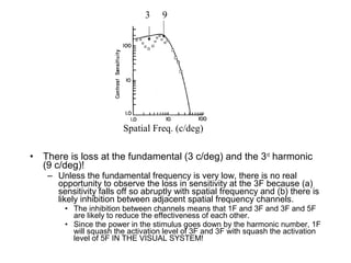 3 9 
Spatial Freq. (c/deg) 
• There is loss at the fundamental (3 c/deg) and the 3rd harmonic 
(9 c/deg)! 
– Unless the fundamental frequency is very low, there is no real 
opportunity to observe the loss in sensitivity at the 3F because (a) 
sensitivity falls off so abruptly with spatial frequency and (b) there is 
likely inhibition between adjacent spatial frequency channels. 
• The inhibition between channels means that 1F and 3F and 3F and 5F 
are likely to reduce the effectiveness of each other. 
• Since the power in the stimulus goes down by the harmonic number, 1F 
will squash the activation level of 3F and 3F with squash the activation 
level of 5F IN THE VISUAL SYSTEM! 
 