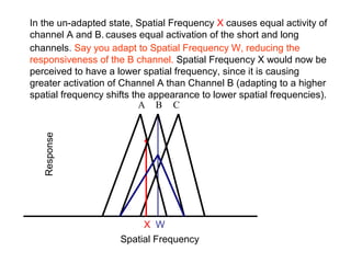 In the un-adapted state, Spatial Frequency X causes equal activity of 
channel A and B. causes equal activation of the short and long 
channels. Say you adapt to Spatial Frequency W, reducing the 
responsiveness of the B channel. Spatial Frequency X would now be 
perceived to have a lower spatial frequency, since it is causing 
greater activation of Channel A than Channel B (adapting to a higher 
spatial frequency shifts the appearance to lower spatial frequencies). 
A B C 
Spatial Frequency 
Response 
X 
W 
 