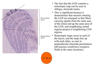 • The fact that the LGN contains a 
retinotopic map can be seen in 
oblique, electrode tracks. 
• This is significant because it 
demonstrates that neurons entering 
the LGN are arranged so that fibers 
carrying signals from the same area 
of the retina end up the same area of 
the LGN, and neighboring retinal 
regions project to neighboring LGN 
regions. 
• Retinotopic maps occur in each of 
the layers, and the maps line up 
with each other, as seen in 
perpendicular electrode penetrations 
(all neurons would have receptive 
fields at the same locations). 
B A 
CC’ B’A’ 
C 
 