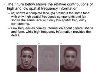 • The figure below shows the relative contributions of 
high and low spatial frequency information. 
– (a) shows a complete face, (b) presents the same face 
with only high spatial frequency components and (c) 
shows the same face with only low spatial frequency 
components. 
– Low frequencies convey information about general shape 
and form, while high frequency information provides the 
detail. 
