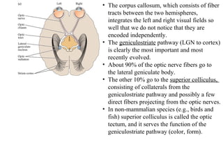 • The corpus callosum, which consists of fiber 
tracts between the two hemispheres, 
integrates the left and right visual fields so 
well that we do not notice that they are 
encoded independently. 
• The geniculostriate pathway (LGN to cortex) 
is clearly the most important and most 
recently evolved. 
• About 90% of the optic nerve fibers go to 
the lateral geniculate body. 
• The other 10% go to the superior colliculus, 
consisting of collaterals from the 
geniculostriate pathway and possibly a few 
direct fibers projecting from the optic nerves. 
• In non-mammalian species (e.g., birds and 
fish) superior colliculus is called the optic 
tectum, and it serves the function of the 
geniculostriate pathway (color, form). 
 