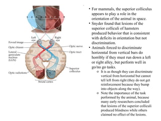 • For mammals, the superior colliculus 
appears to play a role in the 
orientation of the animal in space. 
• Snyder found that lesions of the 
superior colliculi of hamsters 
produced behavior that is consistent 
with deficits in orientation but not 
discrimination. 
• Animals forced to discriminate 
horizontal from vertical bars do 
horribly if they must run down a left 
or right alley, but perform well in 
go/no go tasks. 
o It is as though they can discriminate 
vertical from horizontal but cannot 
tell left from right (they do not get 
reinforcement because they bump 
into objects along the way). 
o Note the importance of the task 
performed by the animal, because 
many early researchers concluded 
that lesions of the superior colliculi 
produced blindness while others 
claimed no effect of the lesions. 
 
