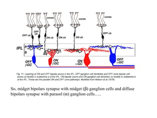 So, midget bipolars synapse with midget (b) ganglion cells and diffuse 
bipolars synapse with parasol (a) ganglion cells….. 
 