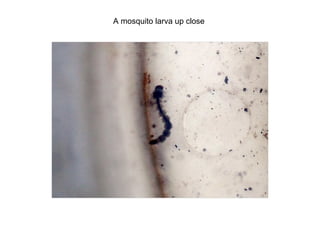 A mosquito larva up close
 