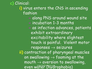 c)  Clinical: i)  virus enters the CNS in ascending    fashion -  along PNS around wound site -  incubation 1-3 months -  as infection advances, patients    exhibit extraordinary    excitability where slightest    touch is painful.  Violent motor   responses    seizures ii)  contraction of pharyngeal muscles   on swallowing    foaming at the    mouth    aversion to swallowing,   even water (hydrophobia) www.freelivedoctor.com 