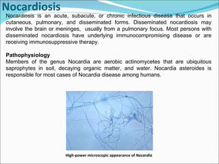 Nocardiosis Nocardiosis is an acute, subacute, or chronic infectious disease that occurs in cutaneous, pulmonary, and disseminated forms. Disseminated nocardiosis may involve the brain or meninges,  usually from a pulmonary focus. Most persons with disseminated nocardiosis have underlying immunocompromising disease or are receiving immunosuppressive therapy. Pathophysiology Members of the genus Nocardia are aerobic actinomycetes that are ubiquitous saprophytes in soil, decaying organic matter, and water. Nocardia asteroides is responsible for most cases of Nocardia disease among humans.  High-power microscopic appearance of  Nocardia .   