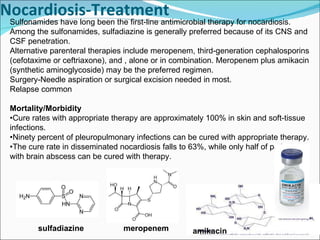 Nocardiosis-Treatment     Sulfonamides have long been the first-line antimicrobial therapy for nocardiosis. Among the sulfonamides, sulfadiazine is generally preferred because of its CNS and CSF penetration.  Alternative parenteral therapies include meropenem, third-generation cephalosporins (cefotaxime or ceftriaxone), and , alone or in combination. Meropenem plus amikacin (synthetic aminoglycoside) may be the preferred regimen.  Surgery-Needle aspiration or surgical excision needed in most. Relapse common Mortality/Morbidity • Cure rates with appropriate therapy are approximately 100% in skin and soft-tissue infections. • Ninety percent of pleuropulmonary infections can be cured with appropriate therapy. • The cure rate in disseminated nocardiosis falls to 63%, while only half of patients with brain abscess can be cured with therapy. sulfadiazine meropenem amikacin 