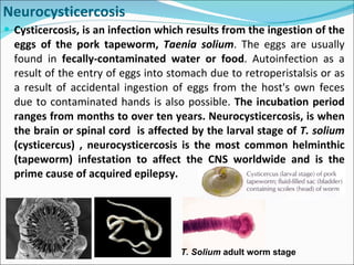 Cysticercosis, is an infection which results from the ingestion of the eggs of the pork tapeworm,  Taenia solium . The eggs are usually found in  fecally-contaminated water or food . Autoinfection as a result of the entry of eggs into stomach due to retroperistalsis or as a result of accidental ingestion of eggs from the host's own feces due to contaminated hands is also possible.  The incubation period ranges from months to over ten years. Neurocysticercosis, is when the brain or spinal cord  is affected by the larval stage of  T. solium  (cysticercus)   , neurocysticercosis is the most common helminthic (tapeworm) infestation to affect the CNS worldwide and is the prime cause of acquired epilepsy.   Neurocysticercosis T. Solium  adult worm stage  
