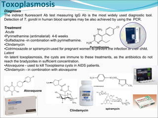 Toxoplasmosis Diagnosis The indirect fluorescent Ab test measuring IgG Ab is the most widely used diagnostic tool. Detection of  T. gondii  in human blood samples may be also achieved by using the  PCR. Treatment Acute • Pyrimethamine (antimalarial)  4-6 weeks • Sulfadiazine -in combination with pyrimethamine. • Clindamycin  • Cotrimoxazole or spiramycin-used for pregnant women to prevent the infection of their child. Latent • In latent toxoplasmosis, the cysts are immune to these treatments, as the antibiotics do not reach the bradyzoites in sufficient concentration. • Atovaquone - used to kill Toxoplasma cysts in AIDS patients.  • Clindamycin - in combination with atovaquone Pyrimethamine spiramycin Atovaquone Clindamycin 
