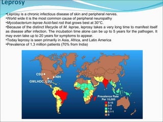 Leprosy Leprosy is a chronic infectious disease of skin and peripheral nerves. World wide it is the most common cause of peripheral neuropathy Mycobacterium leprae  Acid-fast rod that grows best at 30°C. Because of the distinct lifecycle of  M. leprae , leprosy takes a very long time to manifest itself as disease after infection. The incubation time alone can be up to 5 years for the pathogen. It may even take up to 20 years for symptoms to appear. Today leprosy is seen primarily in Asia, Africa, and Latin America Prevalence of 1.3 million patients (70% from India) 