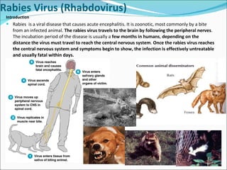 Rabies Virus (Rhabdovirus) Introduction Rabies  is a viral disease that causes acute encephalitis. It is zoonotic, most commonly by a bite from an infected animal.  The rabies virus travels to the brain by following the peripheral nerves . The incubation period of the disease is usually a  few months in humans ,  depending on the distance the virus must travel to reach the central nervous system .  Once the rabies virus reaches the central nervous system and symptoms begin to show, the infection is effectively untreatable and usually fatal within days. 