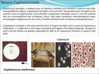 Neuro-Cyptococcosis Cryptococcal meningitis -a leading cause of infectious morbidity and mortality in patients with AIDS. Among AIDS/HIV subjects, cryptococcal meningitis is the second (1 st  being tuberculous meningitis) most common cause of opportunistic neuro-infection. Cryptococcal meningitis occurs in non-HIV patients who are immunodeficient due to diabetes, cancer, solid organ transplants, chemotherapeutic drugs, hematological malignancies etc and rarely in healthy individuals with no obvious predisposing factors.  Cryptococcal meningitis is the most common form of fungal meningitis and is caused by  Cryptococcus neoformans  .  C. neoformans  is Soil fungus associated with pigeon and chicken droppings.    Seroypes A and D and AD hybrids are globally responsible for 98% of all cryptococcal infections in patients with AIDS.  Cryptococcus neoformans 