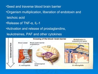 Seed and traverse blood brain barrier Organism multiplication, liberation of endotoxin and teichoic acid Release of TNF-α, IL-1  Activation and release of prostaglandins, leukotreines, PAF and other cytokines 