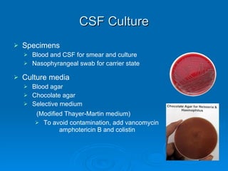 CSF Culture Specimens Blood and CSF for smear and culture Nasophyrangeal swab for carrier state Culture media Blood agar Chocolate agar Selective medium (Modified Thayer-Martin medium) To avoid contamination, add vancomycin  amphotericin B and colistin 