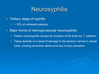 Neurosyphilis Tertiary stage of syphilis ~ 10% of untreated patients Major forms of meningovascular neurosyphilis Paretic neurosyphilis caused by invasion of the brain by  T. pallidum   Tabes dorsalis is a result of damage to the sensory nerves in dorsal roots, causing locomotor ataxia and loss of pain sensation 