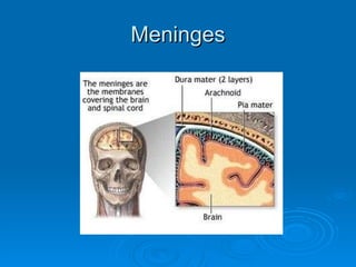 Meninges  