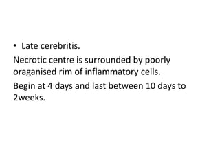 • Late cerebritis.
Necrotic centre is surrounded by poorly
oraganised rim of inflammatory cells.
Begin at 4 days and last between 10 days to
2weeks.
 