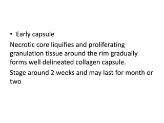 • Early capsule
Necrotic core liquifies and proliferating
granulation tissue around the rim gradually
forms well delineated collagen capsule.
Stage around 2 weeks and may last for month or
two
 