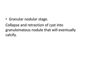 • Granular nodular stage.
Collapse and retraction of cyst into
granulomatous nodule that will eventually
calcify.
 