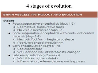 4 stages of evolution
 