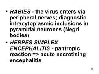 Rabies Inclusions CNS INFECTIONSmcjhdfbvffhgffbbbhhrvj.ppt