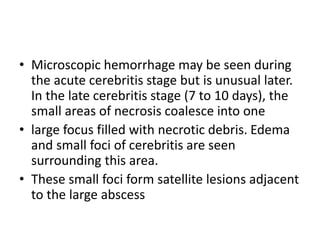 • Microscopic hemorrhage may be seen during
the acute cerebritis stage but is unusual later.
In the late cerebritis stage (7 to 10 days), the
small areas of necrosis coalesce into one
• large focus filled with necrotic debris. Edema
and small foci of cerebritis are seen
surrounding this area.
• These small foci form satellite lesions adjacent
to the large abscess
 