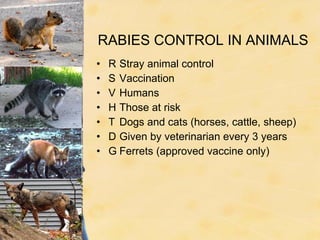 Sheep With Rabies CNS Infections Siddiqui | PPT